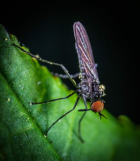 insect, fly, macro, sheet, invertebrate, one animal, animal wildlife, animal, animal themes, animals in the wild, close-up, plant part, leaf, green color, nature, no people, plant, selective focus, animal body part, animal wing, outdoors, day, arthropod, black background, animal eye, 2K, CC0, public domain, royalty free