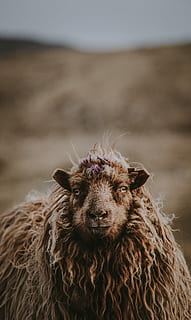 Nahansicht, braun, Schaf, Tilt-Shift-Objektiv Fotografie, grau, Woolley, wolle, Tier, wildes Leben, lila, Gesicht, Ohrmarke, Mutterschaf, Etikett, markiert, Erdfarben, Erde, Säugetier, Tierthemen, Haustiere, inländisch, Vieh, ein Tier, Porträt, Kamera betrachten, Wirbeltier, keine Leute, Land, Fokus auf den Vordergrund, Tag, Natur, Tierkörperteil, Tierkopf, pflanzenfressend, 5K, CC0, gemeinfrei, lizenzfrei