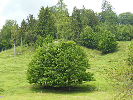 arbres, prat de muntanya, primavera, muntanyes, primavera a les muntanyes, turó, turó de muntanya, baviera, baviera superior, schneizlreuth, berchtesgadener terra, planta, arbre, creixement, color verd, bellesa a la natura, tranquil·litat, escena tranquil·la, naturalesa, terra, dia, cap gent, escenics - natura, paisatge, herba, camp, medi ambient, escena no urbana, idíl·lic, a l'aire lliure, cel, camí de jardí, 2K, CC0, domini públic, lliure de regalies