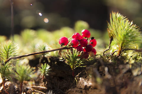 frukt, natur, skog, växt, friskhet, blomma, blommande växt, skönhet i naturen, röd, selektiv fokusering, tillväxt, inget folk, närbild, dag, mat, mat och dryck, träd, utomhus, solljus, sårbarhet, bräcklighet, landa, blomhuvud, 5K, CC0, offentligt domän, royaltyfria