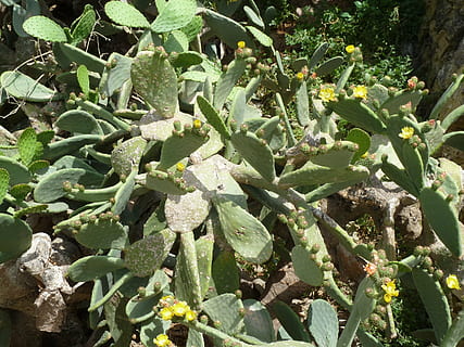 cactus, inflori, a inflori, pinten, plantă, cactus seră, înţepător, creştere, Culoarea verde, parte a plantelor, frumusețe în natură, natură, nici o persoana, frunze, zi, floare, a închide, lumina soarelui, planta cu flori, planta suculentă, camp, prospeţime, teren, în aer liber, vedere în unghi mare, 2K, CC0, domeniu public, fără drepturi de autor