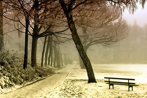 fred, neu, fusta, banc, alba, medi ambient, caure, boira, gelades, boirina, paisatge, naturalesa, a l'aire lliure, parc, Camí, plàcid, carretera, escènic, temporada, temporades, nevat, arbres, temps, hivern, arbre, planta, seient, tranquil·litat, temperatura de fred, bellesa a la natura, buit, absència, arbre nu, escena tranquil·la, terra, tronc de l'arbre, tronc, cap gent, Banc del parc, 5K, CC0, domini públic, lliure de regalies