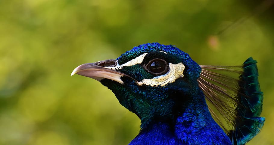 blu, verde, uccello, colpo di macro, pavone, pollame, piuma, conto, natura, orgoglio, bellissimo, temi animali, un animale, animale, fauna selvatica, vertebrato, animali allo stato selvatico, parte del corpo animale, avvicinamento, testa di animale, concentrarsi sulle conoscenze acquisite, animale maschio, nessuno, becco, la cresta degli animali, multicolore, vista profilo, occhio animale, color turchese, 5K