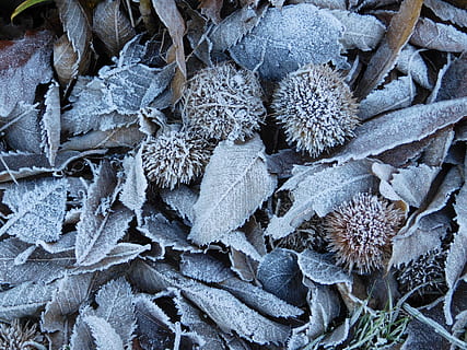 frost, Skov, natur, ingen mennesker, fuld ramme, mad og drikke, dag, vinter, Frosset, kold temperatur, sne, is, stor gruppe af objekter, baggrunde, tæt på, høj vinkel visning, mad, overflod, vækst, udendørs, 2K, CC0, offentligt domæne, royaltyfrie