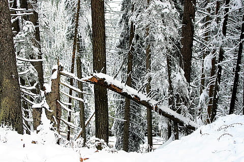 invierno, bosque, nieve, pino, la temporada de frio, paisaje, el fondo, espaciador, sueño de invierno, árbol, mágico, figura, Rutas de senderismo, la belleza de las montañas, tranquilidad de espíritu, montañas, las laderas de las montañas, belleza, cuento de hadas de invierno, alpino, vista superior, panorama, expedición, biel, naturaleza, turismo, no hay gente, temperatura fría, tierra, planta, tronco de arbol, belleza en la naturaleza, el maletero, el color blanco, tranquilidad, cubierta, escena tranquila, día, nadie, paisajes - naturaleza, escena no urbana, al aire libre, nevando, 4K, CC0, dominio público, libre de derechos