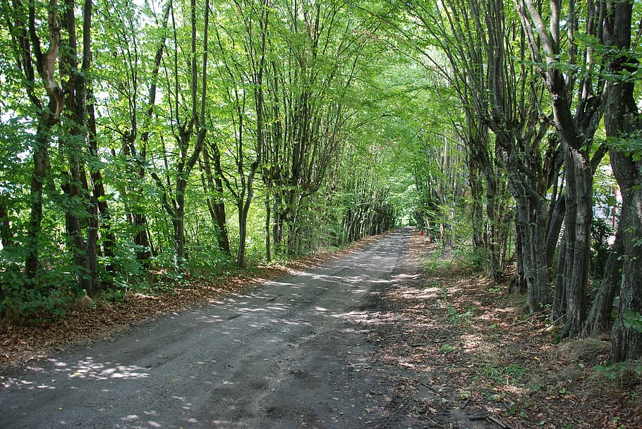 podlaski, avanç, el camí, manera, bosc, naturalesa, arbre, sendera, a l'aire lliure, carretera, escena rural, carrer, full, planta, direcció, el camí a seguir, terra, creixement, bellesa a la natura, tranquil·litat, cap gent, perspectiva decreixent, dia, escena no urbana, tronc de l'arbre, tronc, color verd, treelined, bambú - planta, 4K