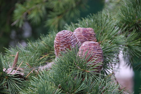 ananas, jul, fyrretræ, træ, pinnace, fyrfrugt, gran, jul ornament, godnat, natur, frø, plante, vækst, grøn farve, dag, tæt på, ingen mennesker, nåletræ, nål - plante del, skønhed i naturen, Pinaceae, udendørs, grankogle, fokus på forgrunden, selektiv fokusering, jord, ro, afdeling, økosystem, 4K, CC0, offentligt domæne, royaltyfrie