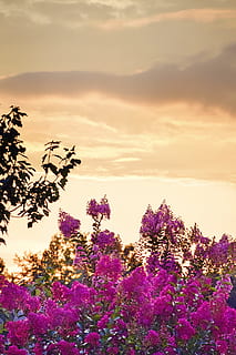 Rosa, Blütenblätter, wolkig, Himmel, Sonnenuntergang, Kreppmyrte, Krepp, Myrte, Botanik, hell, Ökologie, immergrün, Flora, Blume, Laub, Garten, Grün, verlassen, lila, Blütenblatt, Pflanze, Pollen, Strauch, Umgebung, Abend, Natur, Frühling, Sommer-, Buchse, Blatt, natürlich, Blühen, Jahreszeit, Wachstum, bunt, botanisch, frisch, Baum, violett, draussen, Farbe, Wolken, Sonne, Silhouette, Blau, Orange, Licht, Landschaft, Horizont, Sonnenlicht, sonnig, szenisch, Szene, Sonnenaufgang, Morgen, Nacht-, South Carolina, Dämmerung, dramatisch, Wolkengebilde, friedlich, Schönheit, wunderschönen, still, bedeckt, Wetter, glühend, glühen, Herrlich, warm, Sonnenschein, Strahl, Atmosphäre, atmosphärisch, Klima, flauschige, Weiß, Kumulus, Schönheit in der Natur, blühende Pflanze, wolke - himmel, Ruhe, Frische, Szenen - Natur, ruhige Szene, keine Leute, pinke Farbe, Verletzlichkeit, Zerbrechlichkeit, draußen, 5K