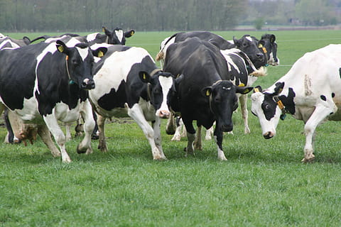 Cows, Grass, Spring, cattle, cow, livestock, farm, ranch, domestic animals, animal, mammal, domestic, animal themes, group of animals, agriculture, plant, nature, land, field, domestic cattle, rural scene, dairy farm, pets, outdoors, herd, 4K, CC0, public domain, royalty free