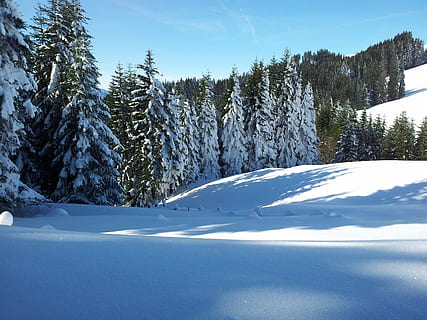 buz gibi, kış, alp, orman, kar, schee ayakkabı zamları, zugerbergbahn, soğuk hava, çam ağacı, ağaç, gökyüzü, bitki, doğada güzellik, huzur, sakin sahne, manzaralar - doğa, doğa, insansız, gün, kaplama, kentsel olmayan sahne, çevre, Beyaz renk, dondurulmuş, ormanlık, iğne yapraklı ağaç, Karla kaplı dağ, kar tozu, 2K, CC0, kamu malı, telif ücretsiz