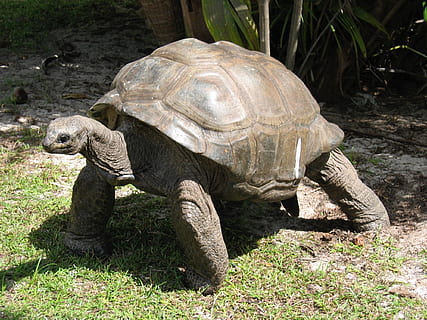 tortuga marró, gegant, tortuga, vell, shell, en perill d’extinció, rèptil, vida salvatge, antic, lent, Seychelles, conservació, illa, temes d'animals, animal, fauna animal, vertebrats, un animal, animals a la natura, naturalesa, terra, camp, cap gent, closca d’animals, planta, closca de tortuga, herba, llum solar, dia, 1080P, CC0, domini públic, lliure de regalies