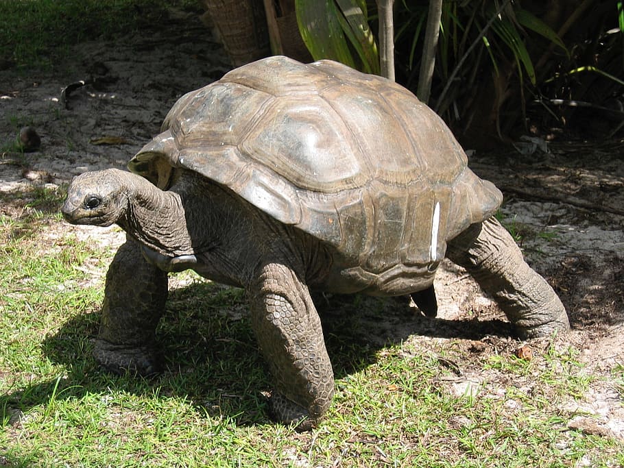 tortuga marró, gegant, tortuga, vell, shell, en perill d’extinció, rèptil, vida salvatge, antic, lent, Seychelles, conservació, illa, temes d'animals, animal, fauna animal, vertebrats, un animal, animals a la natura, naturalesa, terra, camp, cap gent, closca d’animals, planta, closca de tortuga, herba, llum solar, dia, 1080P