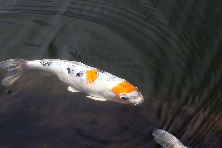 blanc, taronja, peix, carpa de brocat, koi, carpa, nedar, estany, aigua, negre, groc, cultivar, Japó, japonès, Xina, riquesa, sort, duplicació, superfície de l'aigua, peixos de colors, animal, carpa koi, naturalesa, animal de natació, temes d'animals, vertebrats, fauna animal, animals a la natura, mar, un animal, cap gent, marí, la vida marina, vista d’angle alt, a l'aire lliure, 4K