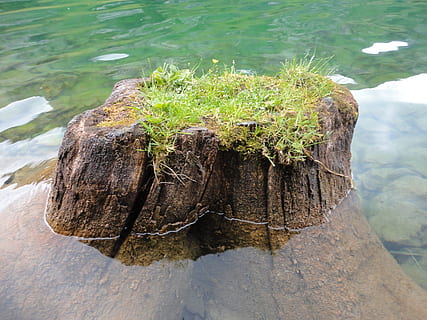 arbre, monstre de l'arbre, tribu, vell, fusta, tronc de l'arbre, decaïment, verd, resistent, naturalesa, mort, aigua, planta, llac, dia, cap gent, vista d’angle alt, primer pla, color verd, material de fusta, rock, bellesa a la natura, centrar-se en primer pla, a l'aire lliure, molsa, rock - object, creixement, tranquil·litat, escorça, 2K, CC0, domini públic, lliure de regalies