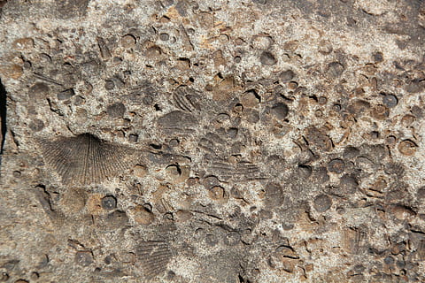 fossile, pietra, roccia, struttura, naturale, modello, vecchio, fossilizzato, sfondi, fotogramma intero, strutturato, nessuno, ruvido, avvicinamento, giorno, natura, all'aperto, solido, Marrone, caratteristica della parete, struttura costruita, marmo, roccia - oggetto, architettura, geologia, minerale, 5K, CC0, dominio pubblico, privo di copyright