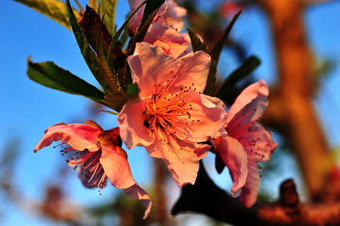 Makro, blühen, Frühling, Sonnenuntergang, Pfirsichbaum, Makrofotografie, Natur, Baum, Blatt, Pflanze, Blume, Jahreszeit, Schönheit in der Natur, Ast, Nahansicht, draußen, Gelb, Herbst, Farbbild, mehrfarbig, Blütenblatt, lebendige Farbe, Tag, blühende Pflanze, Wachstum, Zerbrechlichkeit, Verletzlichkeit, Frische, Pollen, Fokus auf den Vordergrund, Blütenkopf, Blütenstand, keine Leute, selektiver Fokus, Botanik, 4K, CC0, gemeinfrei, lizenzfrei