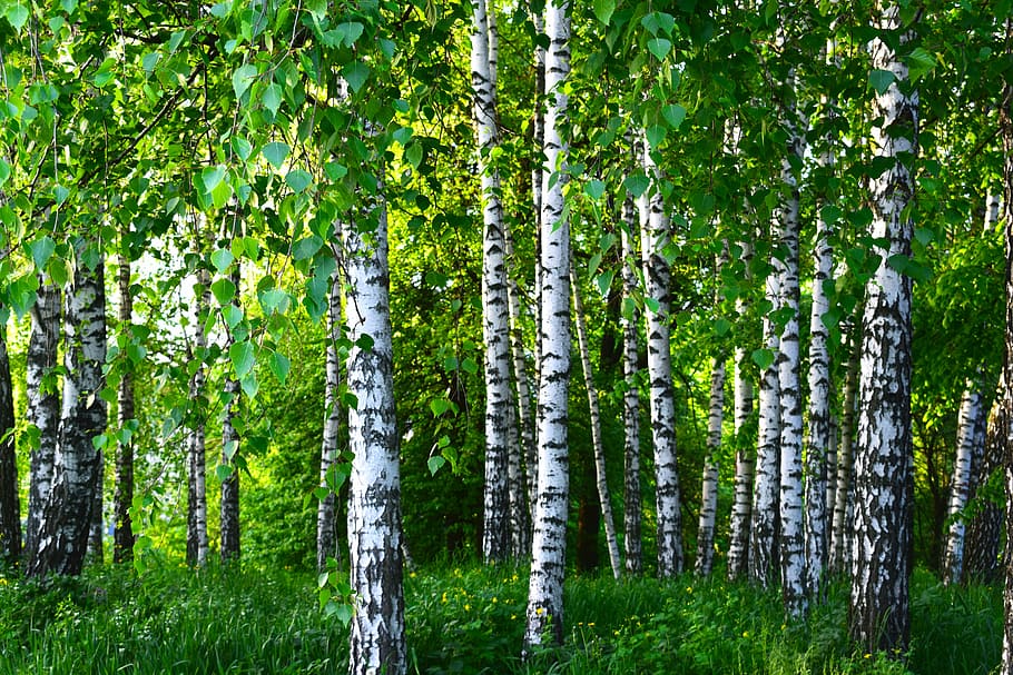 træer, omgivet, vinstokke, birk, lund, Skov, forår, greens, natur, landskab, plante, træ, vækst, jord, skønhed i naturen, træstamme, bagagerum, grøn farve, ro, ingen mennesker, rolig scene, ikke-urbane scene, scenics - natur, dag, frodig løv, udendørs, miljø, bambus - plante, 5K