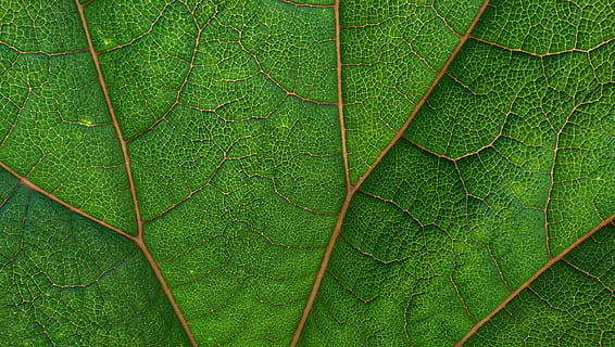 fulla verda, planta de fulla verda, full, vena, verd, macro, primer pla, color verd, part de la planta, planta, naturalesa, creixement, marc complet, bellesa a la natura, cap gent, fons, arbre, tranquil·litat, terra, dia, a l'aire lliure, medi ambient, bosc, vena de la fulla, vista d’angle alt, selva tropical, directament a sota, 2K, CC0, domini públic, lliure de regalies