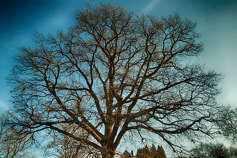 quercia, albero, vecchia quercia, abbaiare, quercia tedesca, estetico, boschetto di querce, natura, paesaggio, gelo macinato, albero deciduo, umore, pianta, ramo, cielo, Inquadratura dal basso, albero nudo, nessuno, bellezza nella natura, blu, la tranquillità, all'aperto, giorno, nuvola - cielo, crescita, silhouette, scenics - natura, tronco d'albero, tronco, 4K, CC0, dominio pubblico, privo di copyright
