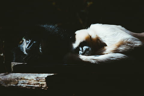 dva, bílý, Černá, opice, spací, nepojmenovaná, gibbon, hýčkat, spát, zoo, světlo, pár, primát, zvíře, temperament, lepení, savec, zvířat, jednoho zvířete, domácí, kočka, domácí kočka, domácí zvířata, domácí mazlíčci, Kočkovitý, obratlovců, detail, část těla zvířete, nikdo, uvnitř, relaxace, zvířecí hlavy, portrét, den, při pohledu na fotoaparát, zvířecí oko, vous, 8K, CC0, veřejná doména, bez autorských práv