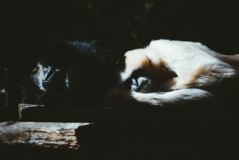 dva, bílý, Černá, opice, spací, nepojmenovaná, gibbon, hýčkat, spát, zoo, světlo, pár, primát, zvíře, temperament, lepení, savec, zvířat, jednoho zvířete, domácí, kočka, domácí kočka, domácí zvířata, domácí mazlíčci, Kočkovitý, obratlovců, detail, část těla zvířete, nikdo, uvnitř, relaxace, zvířecí hlavy, portrét, den, při pohledu na fotoaparát, zvířecí oko, vous, 8K