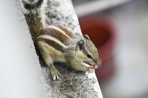 foto ravvicinata, Marrone, Chipmunks, albero, ramo, parete, scoiattolo, chipmunk, animale, temi animali, un animale, fauna selvatica, roditore, mammifero, avvicinamento, nessuno, concentrarsi sulle conoscenze acquisite, animali allo stato selvatico, parte del corpo animale, vertebrato, all'aperto, natura, giorno, capelli, carina, analizzare, cercare, guardare, testa di animale, 5K, CC0, dominio pubblico, privo di copyright