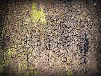 escorça, arbre, fusta, pi, fons, resum, pell, pissarra, superfície, primer pla, aspre, natural, marró, podrit, línia, història, corroït, corrosió, vell, tauler, macro, protecció, detallat, envelliment, paret, temps, graner, bosc, textura, disseny, planta, tronc, antiguitat, silvicultura, grunge, traçat, accidentat, naturalesa, medi ambient, detall, patró, resistent, fusteria, sec, material, esquerdat, enfocament selectiu, cap gent, dia, marc complet, a l'aire lliure, vinyeta, sequera, patró natural, terra, nivell superficial, clima, clima àrid, 2K, CC0, domini públic, lliure de regalies