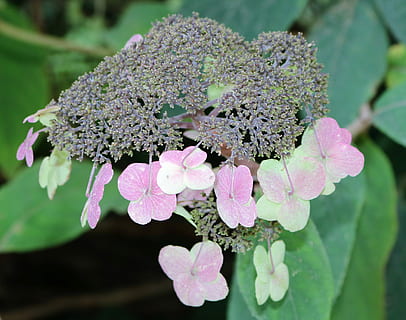ortensia, jardí, enciclopèdia, hortènsia espinada, flor, color rosa, planta, peònia, naturalesa, bellesa a la natura, planta amb flors, frescor, creixement, vulnerabilitat, fragilitat, primer pla, pètal, inflorescència, dia, cap de flor, centrar-se en primer pla, cap gent, part de la planta, full, a l'aire lliure, porpra, lila, Ram de flors, 4K, CC0, domini públic, lliure de regalies