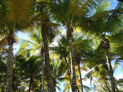 albero, sole, luce, alberi, antigua, Palma, pianta, clima tropicale, crescita, Inquadratura dal basso, nessuno, tronco d'albero, giorno, tronco, bellezza nella natura, la tranquillità, natura, cielo, palma da cocco, all'aperto, colore verde, alto - alto, foglia di palma, terra, albero tropicale, direttamente sotto, baldacchino di albero, 4K, CC0, dominio pubblico, privo di copyright