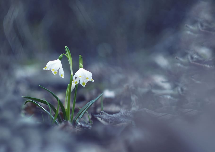 selektiv, fokus foto, to, hvid, blomster, snefnug, forår, natur, makro, planter, blomst, Vernal, den blide, blomstring, foråret snefnug, vækst, plante, skrøbelighed, selektiv fokusering, ingen mennesker, tæt på, vintergæk, dag, blomstrende plante, friskhed, skønhed i naturen, kronblad, sårbarhed, hvid farve, blomsterhoved, blomsterstand, plantestamme, fokus på forgrunden, udendørs, 4K