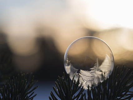 selective, focus photo, clear, bubble, rule, thirds photography, white, leaves, green, plant, close-up photography, frozen bubble, evergreen, zing, pine, close-up, christmas, nature, shiny, decoration, no people, day, outdoors, eyesight, refraction, sphere, focus on foreground, vulnerability, glass - material, fragility, transparent, reflection, selective focus, extreme close-up, crystal, macro, crystal ball, single object, 4K, CC0, public domain, royalty free