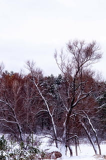 las, śnieg, drzewo, zimowy las, drzewa, Natura, śnieżna zima natura, sosna, krajobraz, zimno, piękny, zimowy krajobraz, Oddział, zimowy, zimno - temperatura, pora roku, na dworze, mróz, lód, mrożony, roślina, niebo, zimna temperatura, spokój, piękno natury, nagie drzewo, żadnych ludzi, wylądować, spokojna scena, scenics - natura, dzień, scena pozamiejska, środowisko, wzrost, 4K, CC0, domena publiczna, darmowe zdjęcia