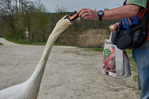 Schwan, Futter, Hand, Brot, weißer Schwan, Wasser, Rechnung, Wasservogel, edel, Tier, eine Person, Baum, Sport, Tag, Freizeitbeschäftigung, echte Menschen, Natur, menschliche Hand, Lebensstile, Pflanze, Männer, halten, menschliches Körperteil, Erwachsene, Legere Kleidung, draußen, Aktivität, Stehen, 5K, CC0, gemeinfrei, lizenzfrei