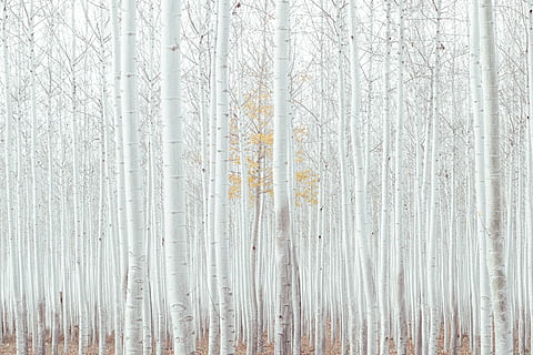 white, tall, trees, daytime, plants, nature, outdoor, view, snow, winter, forest, tree, plant, no people, cold temperature, day, backgrounds, white color, tranquility, land, non-urban scene, outdoors, full frame, frozen, bare tree, scenics - nature, snowing, 4K, CC0, public domain, royalty free