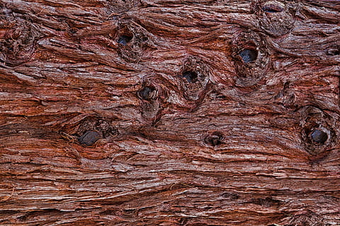 abbaiare, corteccia di albero, modello, legna, struttura, Marrone, estetico, natura, albero, vicino, fotogramma intero, avvicinamento, sfondi, nessuno, strutturato, legno - materiale, giorno, tronco d'albero, mammifero, tronco, animale, parte del corpo animale, all'aperto, ruvido, testa di animale, temi animali, dettaglio, un animale, occhio animale, 2K, CC0, dominio pubblico, privo di copyright