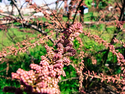medis, rožinis, gėlės, Iš arti, nuotrauka, raudona, lapai, augalų, žalias, žolė, vaisiai, neryškus, augimą, pobūdį, grožis gamtoje, nėra žmonių, sutelkti dėmesį į naujas žinias, gėlė, šviežumas, lauke, dieną, žydintys augalai, trapumas, pažeidžiamumas, atrankinis dėmesys, rausvos spalvos, filialas, pavasarį, gėlių galva, pavasaris, vyšnių žiedas, 2K, CC0, Viešasis domenas, nemokamai
