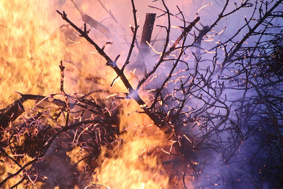 primer pla, cremant, arbre, incendi forestal, foc, platja, foguera, cremar, flama, estiu, calor - temperatura, foc - fenomen natural, naturalesa, planta, bosc, terra, arbre nu, destrucció, cap gent, fum - estructura física, branca, accidents i desastres, brillant, danys ambientals, a l'aire lliure, 5K