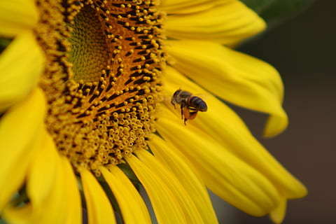 sun flower, bee, macro, flowering plant, flower, invertebrate, animal themes, insect, animal, yellow, one animal, animals in the wild, fragility, petal, beauty in nature, animal wildlife, flower head, freshness, vulnerability, pollen, plant, close-up, pollination, no people, sunflower, 4K, CC0, public domain, royalty free