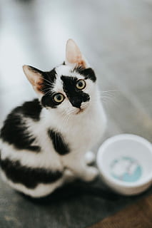 cute white kitty, Cute, white, kitty, pet, cat, white cat, kitten, domestic Cat, pets, animal, feline, fur, mammal, looking, domestic animals, one animal, animal themes, domestic, vertebrate, indoors, focus on foreground, selective focus, no people, portrait, whisker, close-up, 4K, CC0, public domain, royalty free