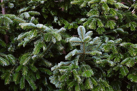 conifera, natura, albero, colore verde, pianta, felce, foresta, albero sempreverde, nessuno, ramo, albero di conifere, abete, all'aperto, avvicinamento, foglia, crescita, bellezza nella natura, la tranquillità, giorno, fotogramma intero, Inquadratura dal basso, inverno, temperatura fredda, sfondi, Pino, 4K, CC0, dominio pubblico, privo di copyright