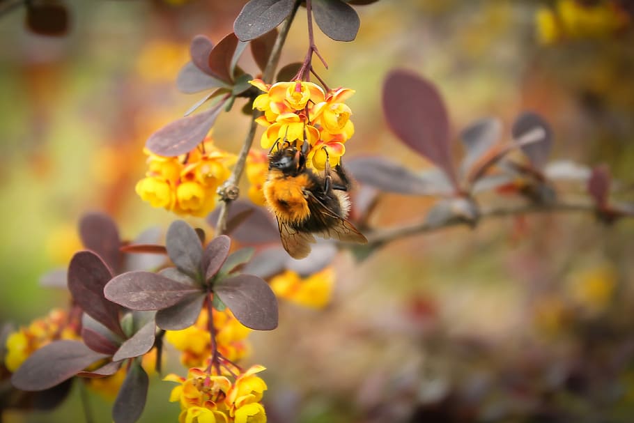 čmelák, rostlina, makro, květ, žlutá wildflower, žlutý květ, pole, Příroda, zaměřit se na popředí, venku, krása v přírodě, kvetoucí rostlina, křehkost, zvířata ve volné přírodě, zranitelnost, zvířat, svěžest, včela, detail, okvětní lístek, hmyz, růst, jednoho zvířete, zvíře, bezobratlý, květu hlavy, opylování, žlutá, nikdo, 4K