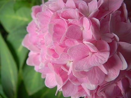 hortensia, rosa, blomster, gerden, natur, blomst, blomstrende plante, anlegg, skjønnhet i naturen, rosa farge, friskhet, petal, skjørhet, sårbarhet, nærbilde, inflorescence, blomsterhodet, vekst, ingen folk, peon, dag, utendørs, våren, fokusere på forgrunnen, mykhet, en haug med blomster, blomsterdekorasjon, 4K, CC0, offentlig domene, opphavsrett gratis