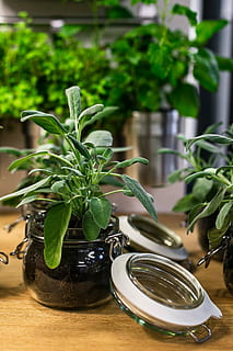 green, plants, glass jars, table, Green plants, plant, pot, jar, leaf, food, herb, green Color, freshness, rosemary, organic, thyme, vegetable, nature, basil, spice, seasoning, herbal Medicine, growth, indoors, plant part, potted plant, no people, focus on foreground, close-up, container, houseplant, still life, food and drink, flower pot, gardening, 1080P, CC0, public domain, royalty free
