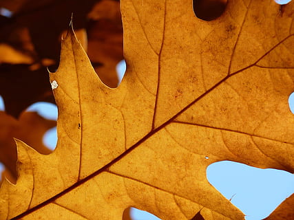 maple, daun, musim gugur, lampu belakang, struktur, pembuluh darah, pohon, daun maple, warna, penuh warna, Daun-daun, hutan, alam, bagian tanaman, perubahan, menanam, merapatkan, vena daun, tidak ada orang, hari, pertumbuhan, keindahan di alam, fokus pada latar depan, di luar rumah, warna oranye, tampilan sudut rendah, kering, kondisi alam, 4K, CC0, domain publik, bebas royalti