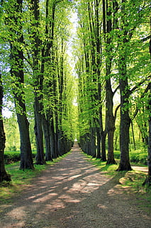 medžiai, kelyje, padengti, žalias, žolė, avenue, medis, toli, kelias, pobūdį, bomberg, bombergallee, blogas pirmontas, miškas, lauke, pėsčiųjų takas, žalia spalva, vasara, kraštovaizdį, lapai, scenos, saulės šviesa, augalų, kryptis, augimą, grožis gamtoje, kelias pirmyn, ramybė, mažėja perspektyva, žemės, ramioje scenoje, nėra žmonių, dieną, vaizdai - gamta, bagažinė, medžio kamienas, treelined, medžio baldakimu, 5K, CC0, Viešasis domenas, nemokamai
