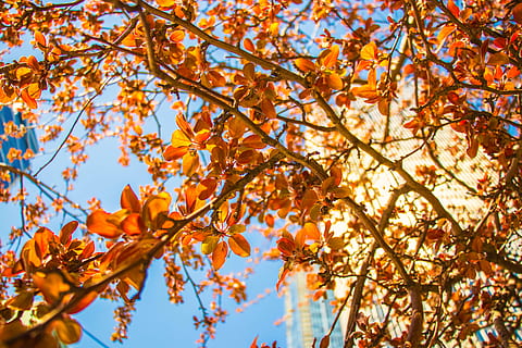 Flachwinkelaufnahmen, braun, Laubbäume, Blumen, Blau, Himmel, tagsüber, Baum, Blätter, Blatt, Orange, Ast, fallen, Herbst, Toronto, Natur, Veränderung, Pflanze, Pflanzenteil, Flachwinkelansicht, Schönheit in der Natur, orange Farbe, Tag, keine Leute, Ahornbaum, Wachstum, draußen, Ruhe, Sonnenlicht, Ahornblatt, Herbstkollektion, natürlicher Zustand, 5K, CC0, gemeinfrei, lizenzfrei