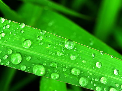 eau, gouttes, feuille, herbe, vert, rosée, pluie, fermer, la vie, macro, plante, goutte de pluie, été, fraîcheur, isolé, humide, Prairie, condensation, gouttelette, liquide, brillant, cercle, Matin, goutte de rosée, petit, ornemental, flore, sphère, en bonne santé, climat, réflexion, croissance, Météo, en plein air, harmonie, la nature, environnement, bulle, pureté, laissez tomber, couleur verte, arrière-plans, partie de la plante, vulnérabilité, beauté dans la nature, personne, fragilité, journée, brin d'herbe, Saison des pluies, feuilles, 2K, CC0, domaine public, libre de droits