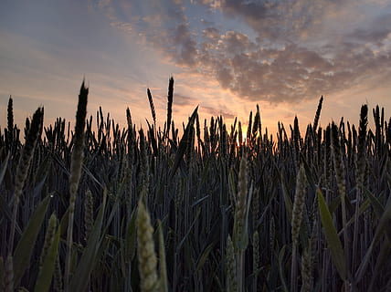 grüne Wiese, schließen, Fotografie, Rasenplatz, Blau, Himmel, Foto, Reis, Maisfeld, Sonnenuntergang, Aussicht, Feld, Wolke, Korn, Sonnenaufgang, Natur, Landwirtschaft, ländliche Szene, Bauernhof, Sommer-, Ernte, Pflanze, draußen, Wachstum, Getreidepflanze, Weizen, Sonnenlicht, Landschaft, Gelb, Sonne, wolke - himmel, Dämmerung, Ruhe, Schönheit in der Natur, Land, keine Leute, ruhige Szene, Szenen - Natur, Nahansicht, Stiel, 4K, CC0, gemeinfrei, lizenzfrei