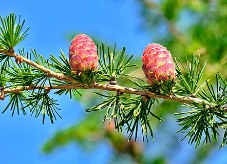 สีแดง, สีเหลือง, pinecones, ต้นสน, รูปกรวย, พืชผล, ปลูก, การเจริญเติบโต, ต้นไม้, ธรรมชาติ, ใกล้ชิด, ความงามในธรรมชาติ, สีเขียว, วัน, ไม่มีคน, มุ่งเน้นไปที่เบื้องหน้า, เข็ม - ส่วนพืช, สาขา, ต้นไม้ต้นสน, ใบไม้, เลือกโฟกัส, Pinaceae, กลางแจ้ง, มุมมองที่ต่ำ, 1080P, CC0, โดเมนสาธารณะ, ค่าลิขสิทธิ์ฟรี