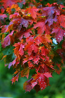 merapatkan, foto, merah, daun maple daun pohon, maple, pohon, Daun-daun, alam, musim gugur, musim gugur emas, daun kuning, daun maple, daun musim gugur, listopad, lembar menguning, kuning, sayuran hijau, menanam, lembar, taman, dedaunan musim gugur, hari yang cerah, musim panas, daun, musim, di luar rumah, multi-warna, keindahan di alam, bagian tanaman, perubahan, pertumbuhan, kerentanan, kerapuhan, tidak ada orang, hari, fokus pada latar depan, warna oranye, air, kondisi alam, 5K, CC0, domain publik, bebas royalti